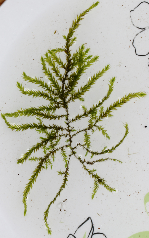 Leptodictyum riparium